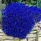 100 Pz/borsa Semi di Crescione Strisciante Fiore Pianta Decor Giardino Perenne Terra Roccia Piantine di Fiori Fiore Albero da Frutto Semi di Ortaggi Blu