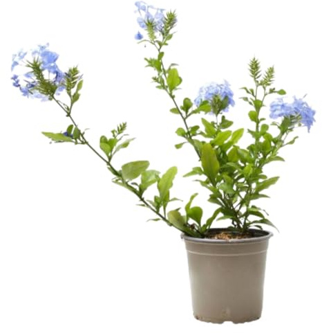 Verdecora Jazmín Azul | Planta natural de exterior en maceta de 13cm | Plumbago Azul - Plumbago del Cabo - Jazmín del Cielo | Planta trepadora | Planta natural de exterior con flor |