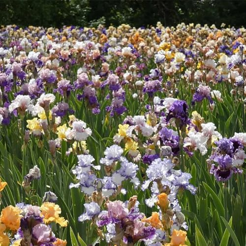 Bulbos de iris perennes resistentes, balcón raras decorativas 4pcs