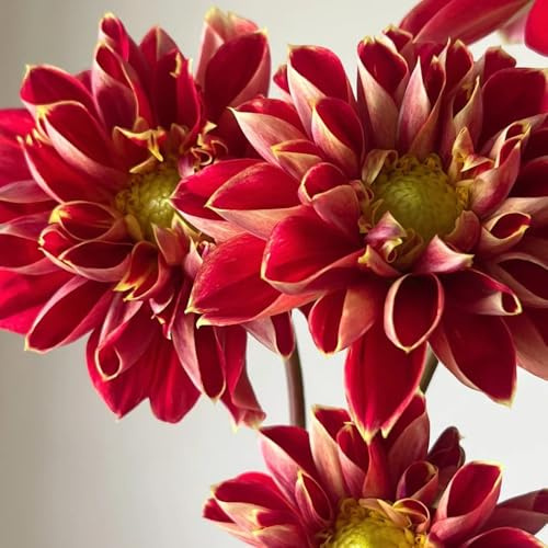 11bulbos tubérculos de dalia - raras, de balcón, comprar tubérculos de dalia exóticas, acónito de invierno, perennes resistentes