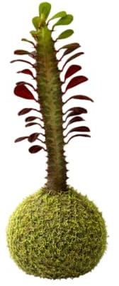 Kokedama Natural Euphorbia Trigona Rubra Cactus Catedral Planta Viva | DECOALIVE
