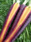 Más de 200 semillas de zanahoria Purple Haze