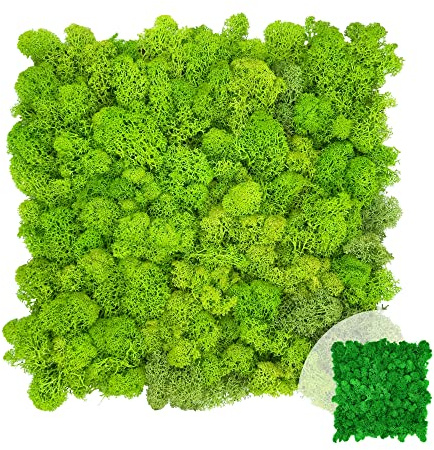 GJS Moos-Platten aus echtem Islandmoos – selbstklebende Wand- & Akustikpaneele für Bilder, künstliche Pflanzenwände, Fake Green Walls Matten & natürliche Deko/Basteln (25 × 25 cm, hellgrün)
