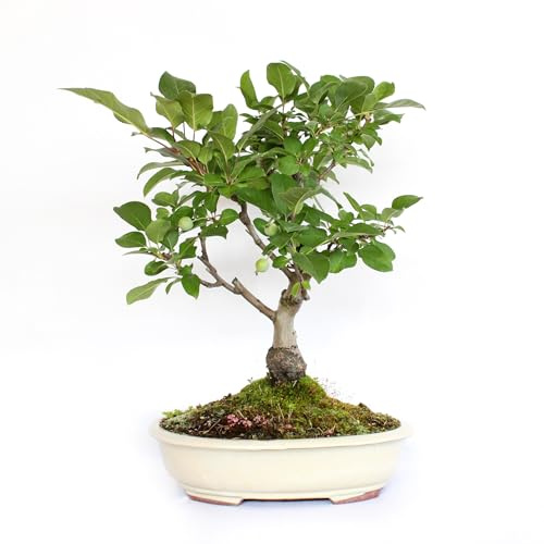 KENTIS - Bonsaï Pommier - Malus Evereste - Véritable Plante Bonsai d'Extérieur Rustique - H 40/50 cm Pot en Céramique Ø 30 cm