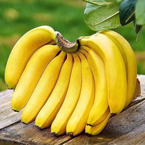 semi resistenti di banano, banana - biologici decorazione da giardino di colonnari 90pcs