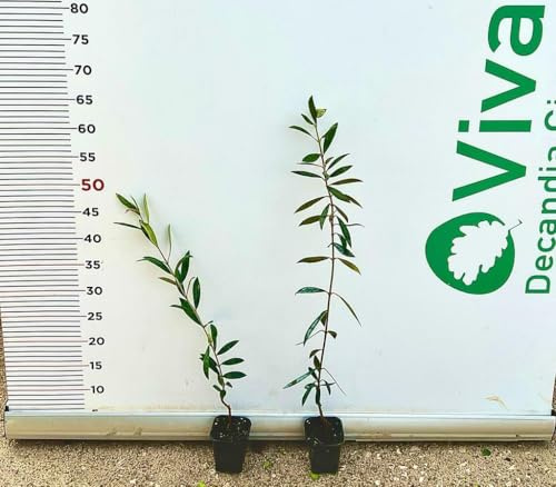 N.2 PIANTA DI ULIVO KORONEIKI ALTEZZA 40/50 CM ULIVO GRECO ANNI 1