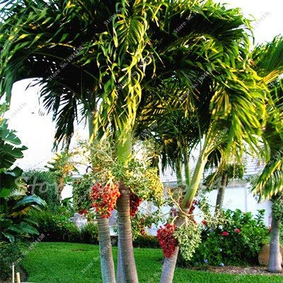 PlenTree 10 PC/Satz, Dattelpalme Phoenix Dactylifera Baum als ES Bonsai-Baum Sementes De Flores jardinagem Em Casa: 13