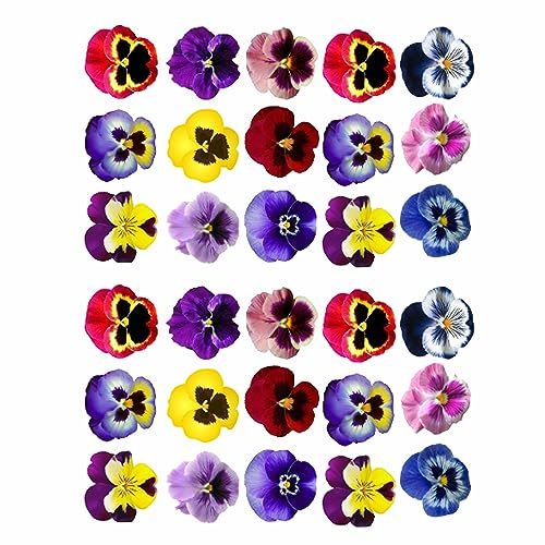 30 x Pre-Cut Edible Pansy Flower Cake Toppers - Wafer Rice Paper, Vibrant Colors, Perfect for Stunning Cake Decorations. Pansy flower cake decorations and cupcake toppers. 30pc pansies on a sheet.