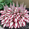 graines de plantes hosta 100pcs blanc rouge