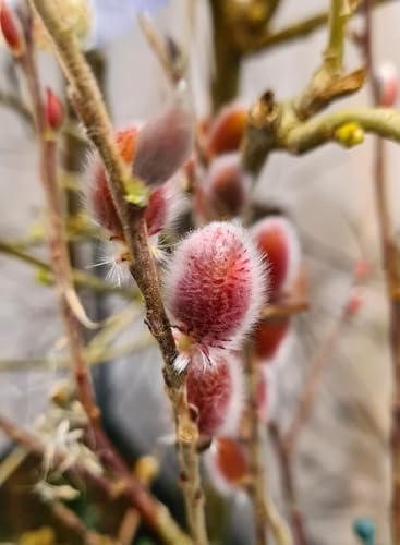 Weidenkätzchen/Kätzchenweide - Salix Mount Aso - Hochstamm 100-120 cm winterhart