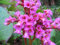 Orecchie di elefante'S - 150 semi - Bergenia cordifolia perenne fiore