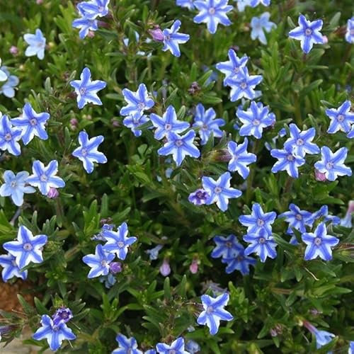 Lithodora 'Blue Star' – Stunning Low-Growing Perennial with Intense Blue Flowers, Perfect for Ground Cover – by Park Farm Plants (6 x Plug Plants)