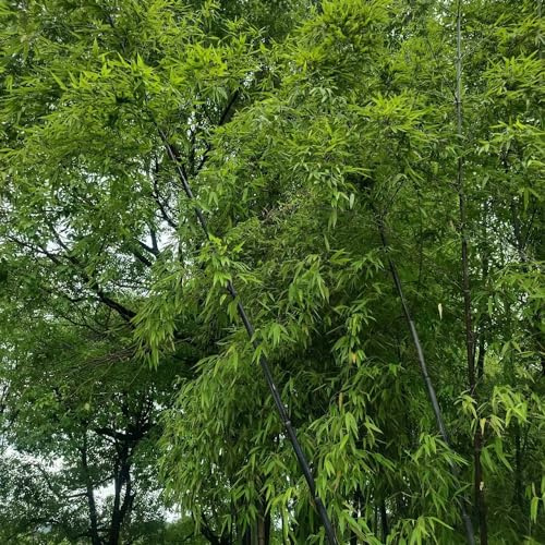 bambus balkon garten winterharte kübelpflanzen gartensamen baumsamen bambuspflanze hochbeete für garten exotische zimmerpflanzen stauden wildkräuter pflanzenkübel dekopflanze 200samen