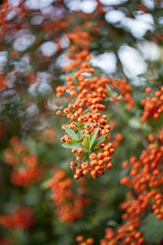 Pyracantha 'Teton' 40-60 cm – Winterhart, Immergrün, Mehrjährig – Feuerdorn – Heckenpflanze für Garten & Sichtschutz