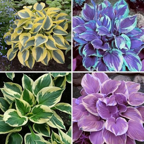 Hosta Hardy Buy - Garden Hosta Rhizomes Hardy - Easy Care Hosta to Buy 8 Hosta Tuber F
