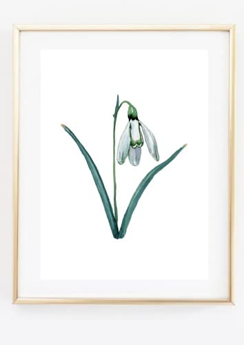 Din A4 Kunstdruck ohne Rahmen - Schneeglöckchen - Blume - Aquarell Natur Blüte Frühling Deko Druck Poster Bild