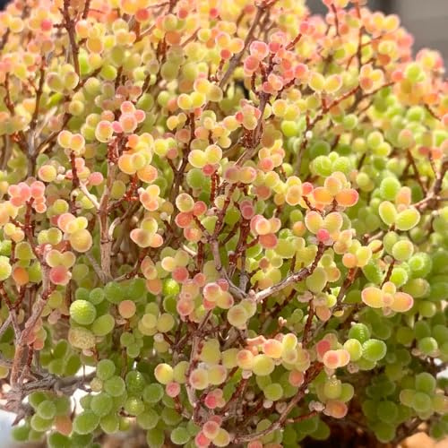Comprar semillas de suculentas, decoración de sala estar exterior balcón interior resistente jardín 100pcs