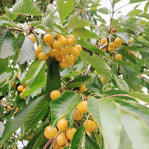 kirschbaum obstbaum obstsamen bonsaibaum säulenzierkirsche balkon deko Kirsche säulenkirsche topfpflanzen echt winterharte kübelpflanzen bonsai topf zwergobstbäume spalierobst 400samen