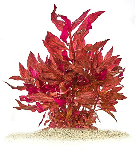 Alternanthera reineckii Rosanervig - in vitro XL - 8,5cm Becher | Rosanerviges Papageienblatt mit auffälliger Blattzeichnung - ideal als farbiger Akzent im Aquarium-Mittelgrund für Kontraste.