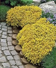 10 Sedum Acre - Golden Carpet, Cover of The Yellow Stonecrop Flower semi-: Only Seeds