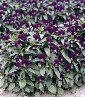 100 Viola The Zar W248 Seeds (Viola Odorata) : Seeds Only
