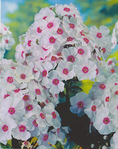 Hoher Phlox paniculata Graf Zeppelin Flammenblume3 Wurzelstücke Winterhart Staude