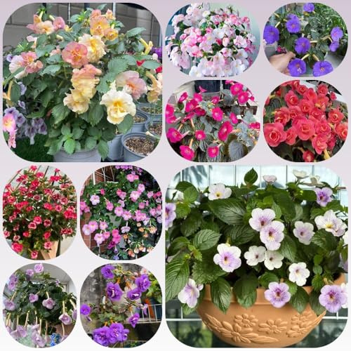 Semillas de Achimenes - semillas de silvestres semillas de mariposas decoración resistentes para el jardín 600pcs