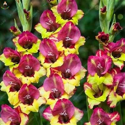 Kalash Neu 100pcs Gladiole Perennial Blumensamen zu Gartenarbeitn, Lila, Gelb