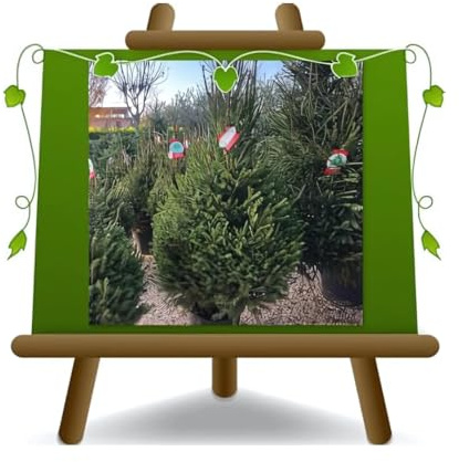 EURO PLANTS VIVAI Árbol de Navidad verdaderas plantas 100% italianas abeto rojo Alturas: 110-150 cm