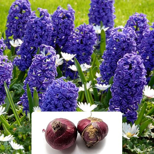 2 Hyacinth Marie Blue Bulbs - Easy to Grow Perennial with Beautiful Fragrant Spikes – Cultivated for UK Climate Gardens