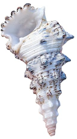 Coquille de mer naturelle. Coquillages de mer naturels énormes, grande coquille de conque naturelle 10/11 cm, grandes coquilles de conque naturelles coquilles de crabe ermite for remplissage de Vase