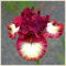 Iris Bulbos, Iris Reticulata, Cultivos De Colores Brillantes, Naturales Bulbos, Germanica Bulbos, PlantacióN Principiante Resistente Al FríO, 15bulbos-F
