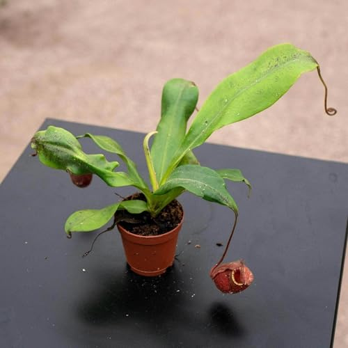 Black Barrel Nepenthes - 4 Live Starter Plants - Nepenthes Ventricosa X Ampullaries - Beautiful Bold Color Houseplant