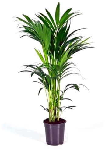Planta natural Elegante Palmera Kentia. 100-110 cm. Segura Garden. Las palmeras Kentia son espectaculares y mejoran la calidad del aire, creando un ambiente fresco y relajante en el hogar.