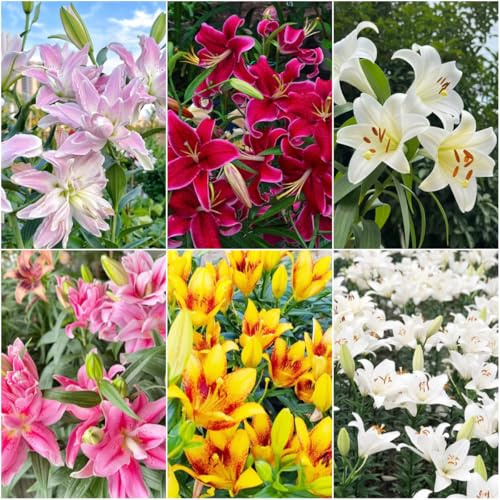 lilien - gartenpflanzen deko zimmerpflanzen lilie hochbeet balkon stauden winterhart mehrjährig kübelpflanzen topf gartenblumen baumlilien topfpflanzen 15zwiebeln