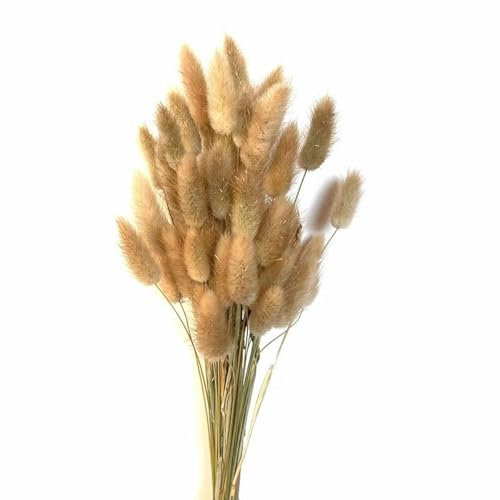 YLREAN 50 stücke Natur Bunny Kaninchen Schwanz Gras Getrocknete Blume Bouquet Hochzeit Party Decor Flauschigen Weihnachten DIY Blumen Arrangement-5