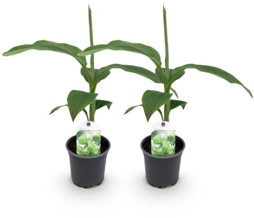 GreenboutiQ - Obstpflanze - Bananenpflanze - Musa Basjoo - Winterhart - 2 Pflanzen - Topf 12cm Höhe 30cm