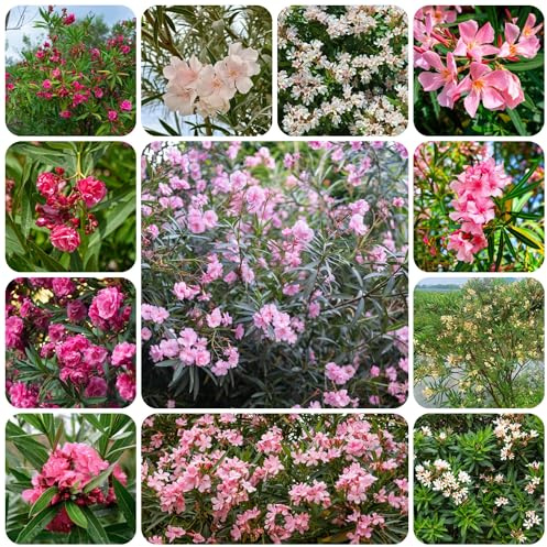 semi resistenti di oleandro - precoce esterno giardino decorazione esotiche rare 25pcs