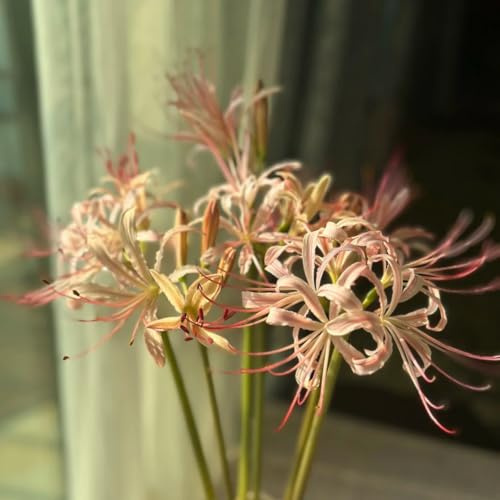 Bulbos de lirio araña - Lycoris radiata - jardín, resistentes exóticas, exterior, balcón 4pcs