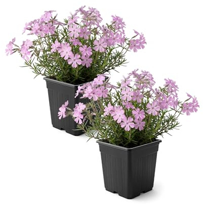 Live Creeping Phlox 2-Pack – Pink – Spring Groundcover Perennial, Sun Garden Plant, 6” Tall, 1 Qt Pot