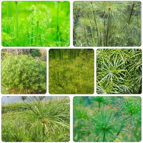 Cyperus papyrus - dekopflanzen winterharte kübelpflanzen pflanzendeko topfpflanzen pflanzensamen gartenpflanzen balkongarten zimmerbonsai bonsai bonzai grünpflanzen dachbegrünung 300samen