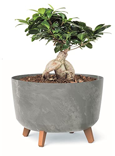 botle Macetero con pies D 39 cm de color gris claro, Macetas Grandes de plástico con inserción de aspecto de hormigón, maceteros de dinero, cactus, árbol de goma
