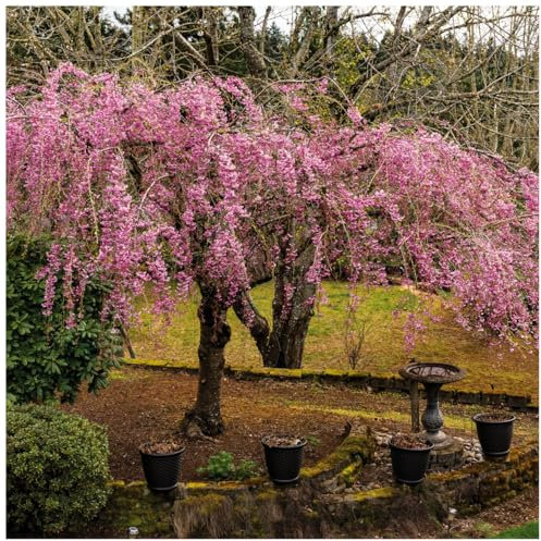Cheal's Weeping Pink Flowering Cherry Tree 4-5ft,P.Serrulata Kiku Shidare Zakura 3L Pot 3fatpigs®