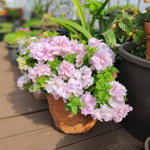 petunie - petunie ricadenti semi di da semi di petuniato decorativo decorazione floreale organica per arredamento per soggiorno con 400semi
