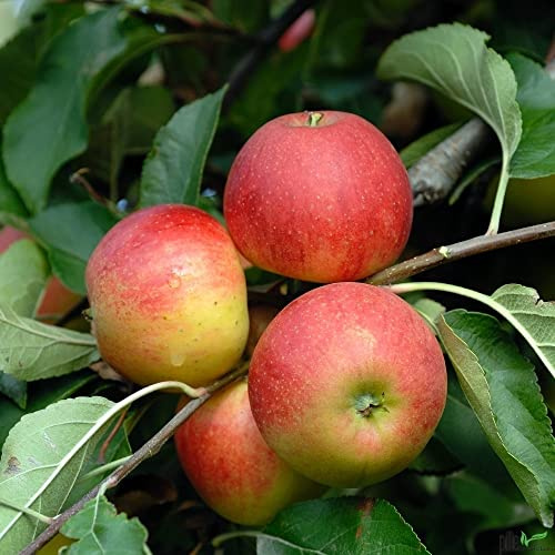 Balkonobst Apfel Jamba - Terrassenobst Apfelbaum, Lieferhöhe 80-120 cm | Endhöhe bis max 300 cm | Süß und Knackig | Perfekt für Saft und Apfelwein | Befruchter Cox Orange, Ingrid Marie, Klarapfel