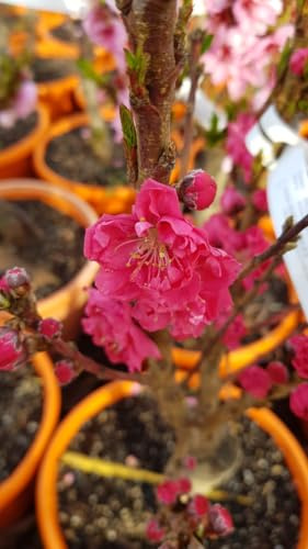 Prunus persica var nucipersica RUBIS® 'Necta Zee' / Brugnon Nain RUBIS® 'Necta Zee' / Conteneur de 5 à 6 litres/Arbuste Fruitier