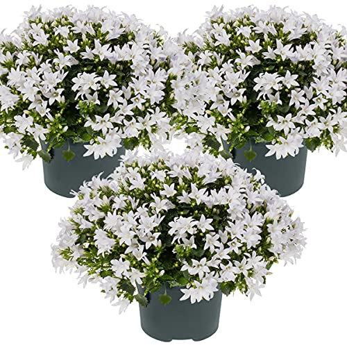 Bloomique - Lot de 3 - Campanula Ambella White - Campanule - Couvre-sol - Plantes de jardin - Résistante au gel - Sans danger pour les animaux - Hauteur 10-20 cm - Pot 10,5 cm