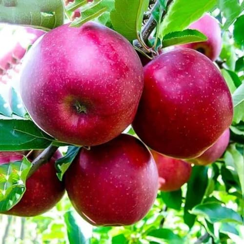 Apfelbaum 'Dark Ligol' Winterharter Obstbaum 80-140 cm, Aromatische Süße Früchte, Wurzelnackte Obstbaume, Apfel, Malus domestica, Mehrjährig, Ideal für Garten & Obstwiese