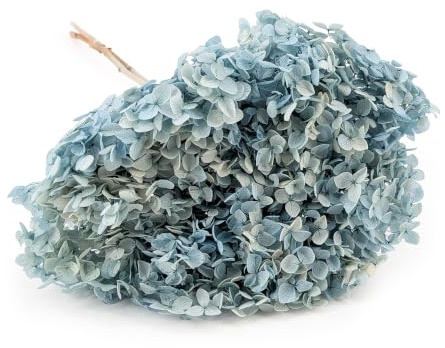 Enchanted Hortensias secas estabilizadas – Hortensias naturales para decoración de mesa y boda – Flor preservada aprox. 15 cm cabeza – azul real