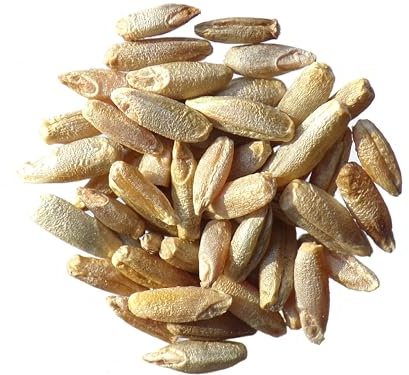 Secale Montanum (Seigle de Montagne) - 500 grammes - Secale Strictum (Engrais Vert) SEM05